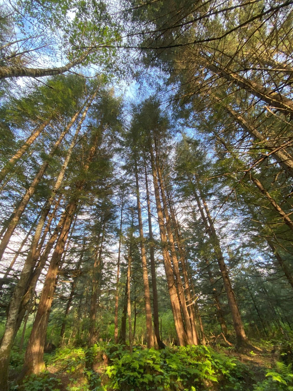 Arbres de haute tige vus depuis le sol, feuillage dense sous un ciel bleu